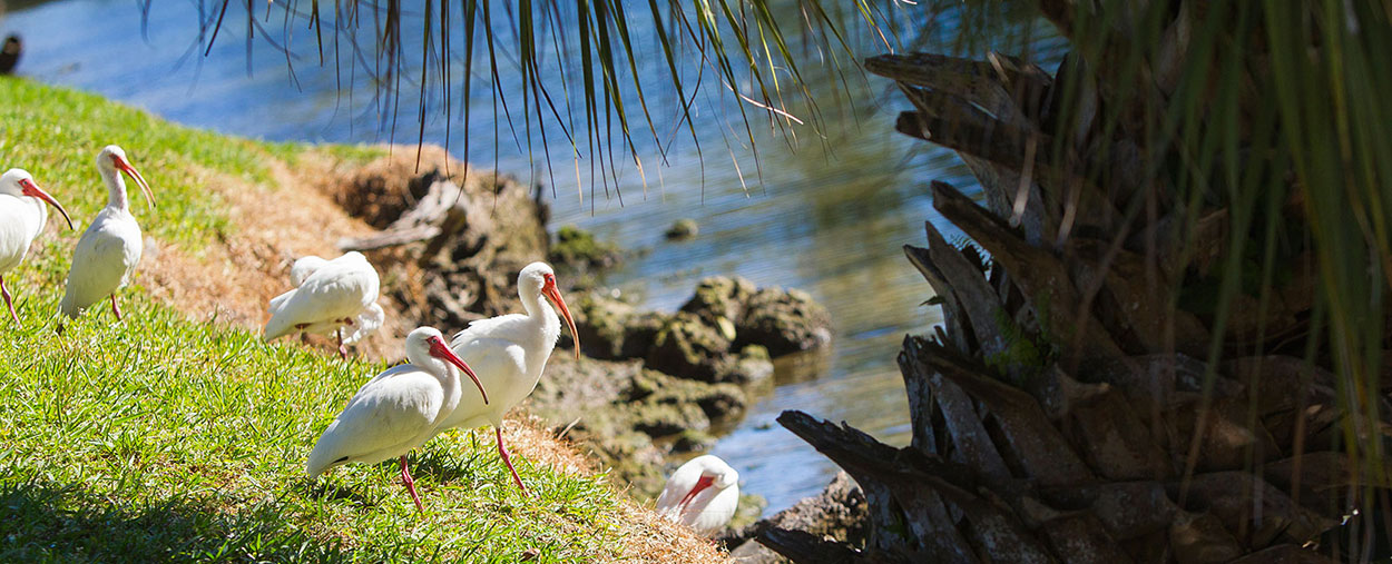 Ibis at Lake