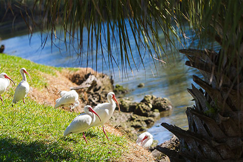 Ibis at Lake